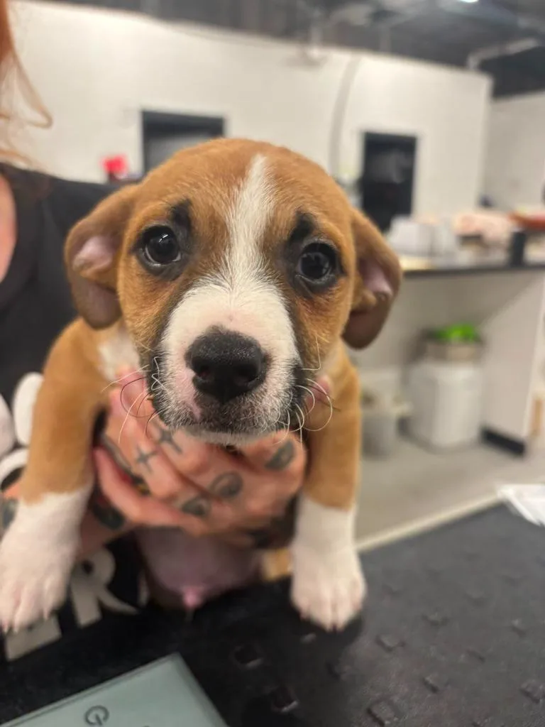 A baby small-sized male Chihuahua dog named Sea Shell for adoption in Phoenix, AZ