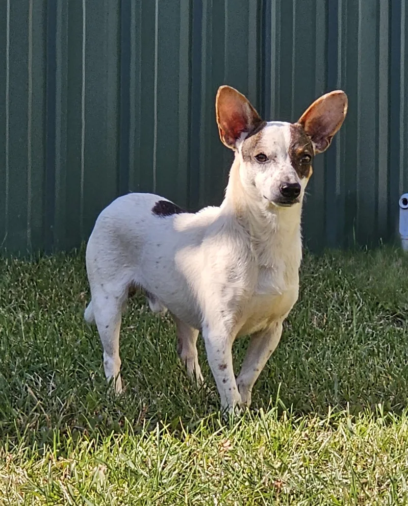An adult small-sized male Chihuahua dog named Breaux for adoption in Dodgeville, WI