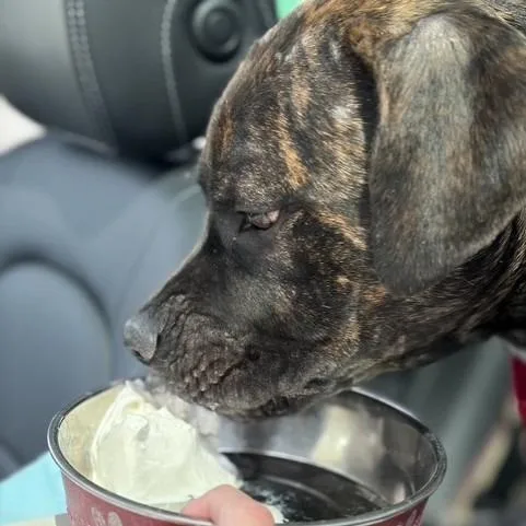 An adult large-sized female Brindle Mixed Breed dog named Geneva for adoption in Pittsburgh, PA