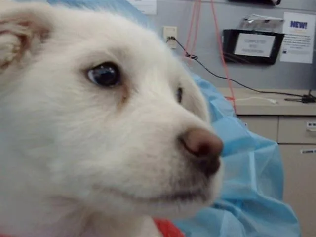 A young medium-sized female Mixed Breed dog named Thea for adoption in Dallas, TX