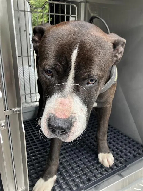 A young large-sized male Mixed Breed dog named Harry for adoption in Dallas, TX