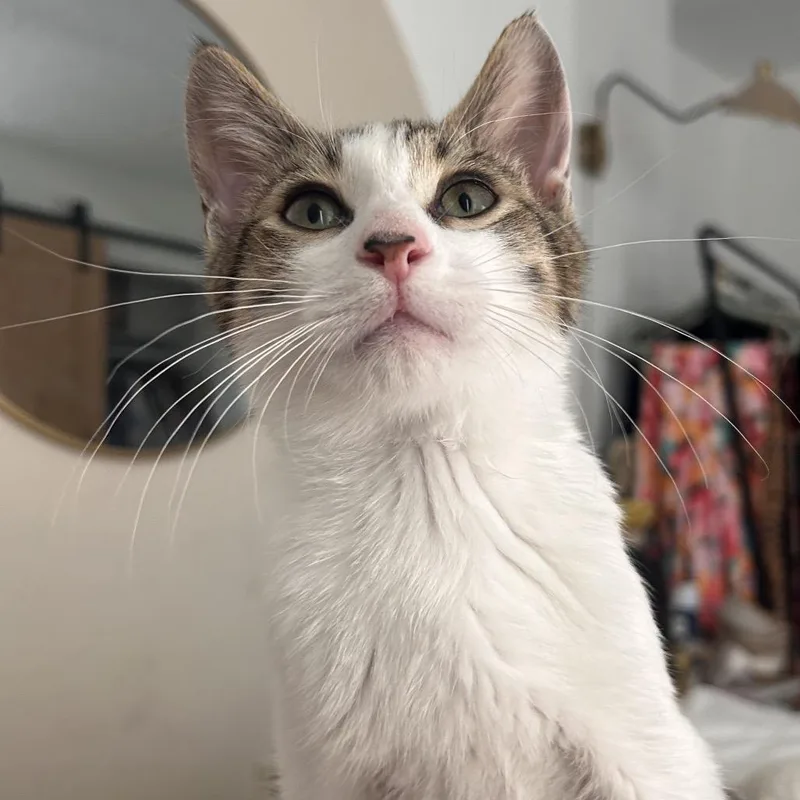 A baby small-sized male Brown / Chocolate Domestic Short Hair cat named Mengsoo for adoption in Yucca Valley, CA