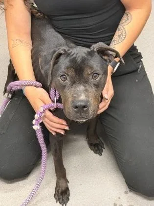 An adult medium-sized female Mixed Breed dog named Ziva for adoption in West Chester, PA