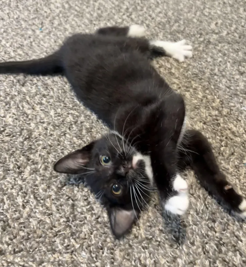 A young medium-sized female Black & White / Tuxedo Domestic Short Hair cat named Audrey for adoption in Hillsboro, OR