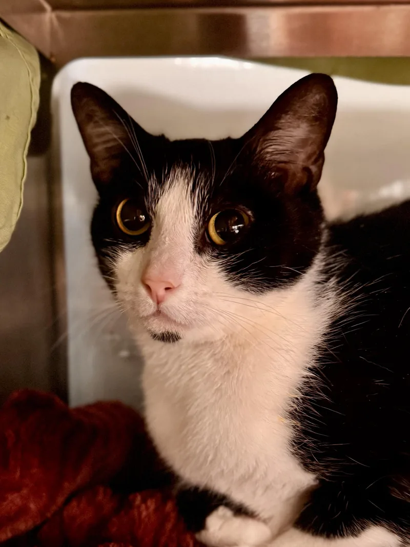 An adult medium-sized female Black & White / Tuxedo Domestic Short Hair cat named Sassafras for adoption in Midland, MI