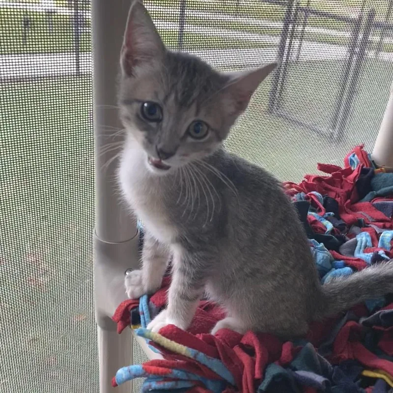 A baby small-sized male Brown / Chocolate Domestic Short Hair cat named Simba for adoption in Naples, FL