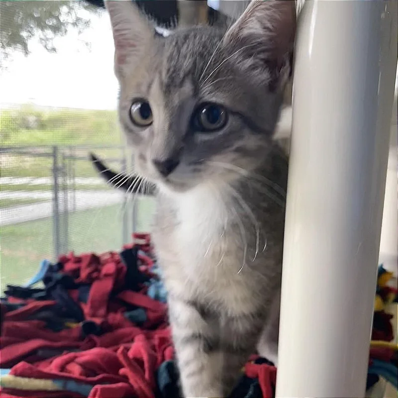 Simba thumbnail 6