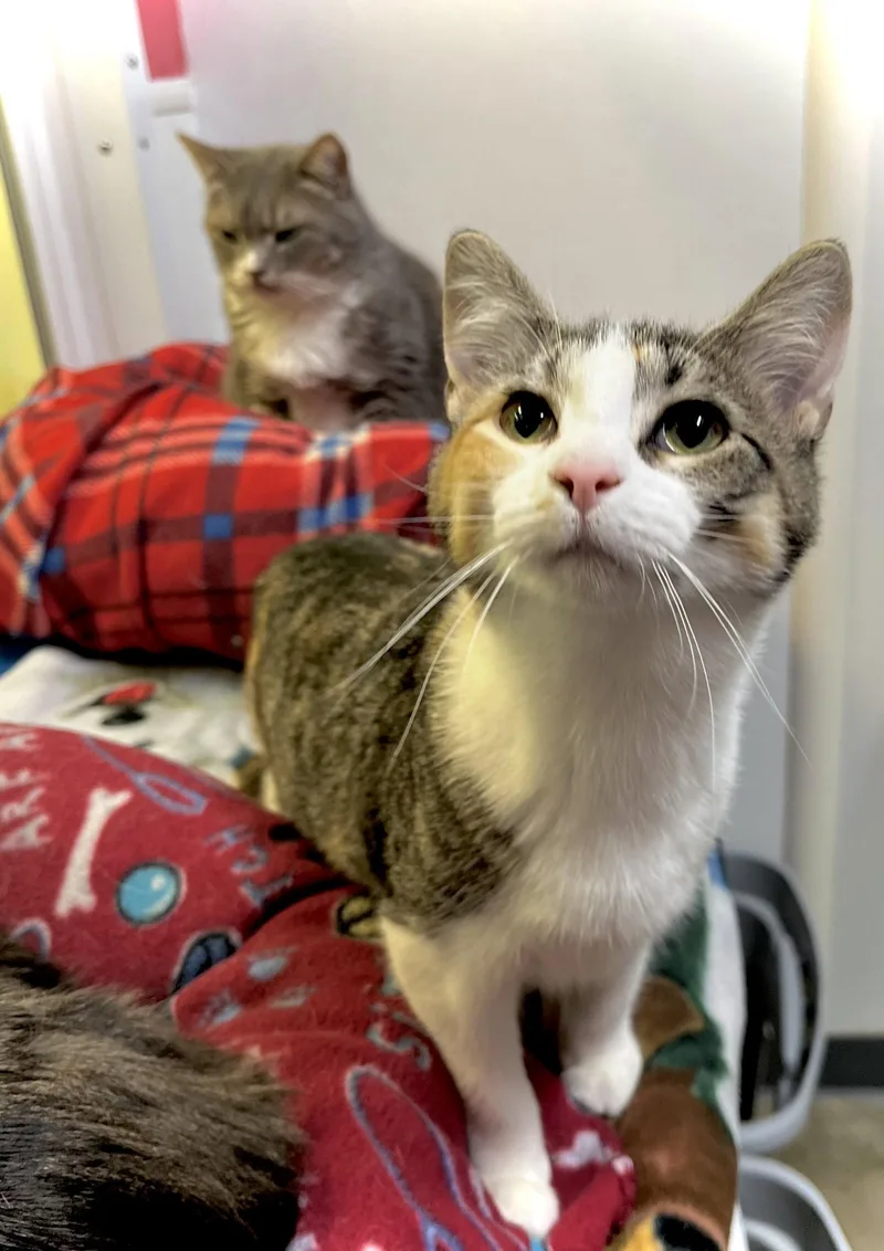 A young medium-sized female Domestic Short Hair cat named Rutabaga for adoption in Estherville, IA