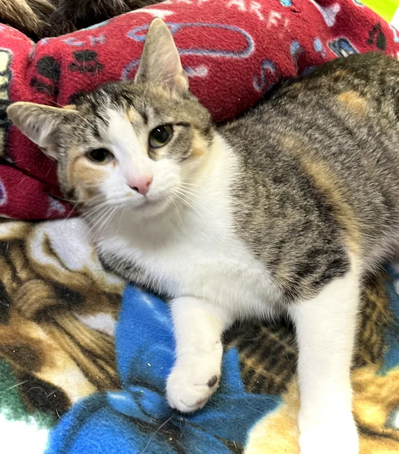 Rutabaga thumbnail 2