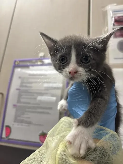 A baby small-sized female Domestic Short Hair cat named Harley Quinn for adoption in Las Vegas, NV