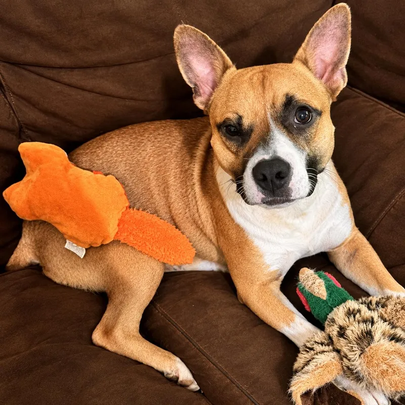 An adult small-sized male Yellow / Tan / Blond / Fawn Chihuahua dog named George for adoption in Denver, NC