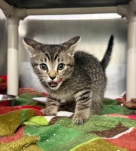 A young small-sized male Tabby (Brown / Chocolate) Domestic Short Hair cat named Lepurr James for adoption in Marshall, NC