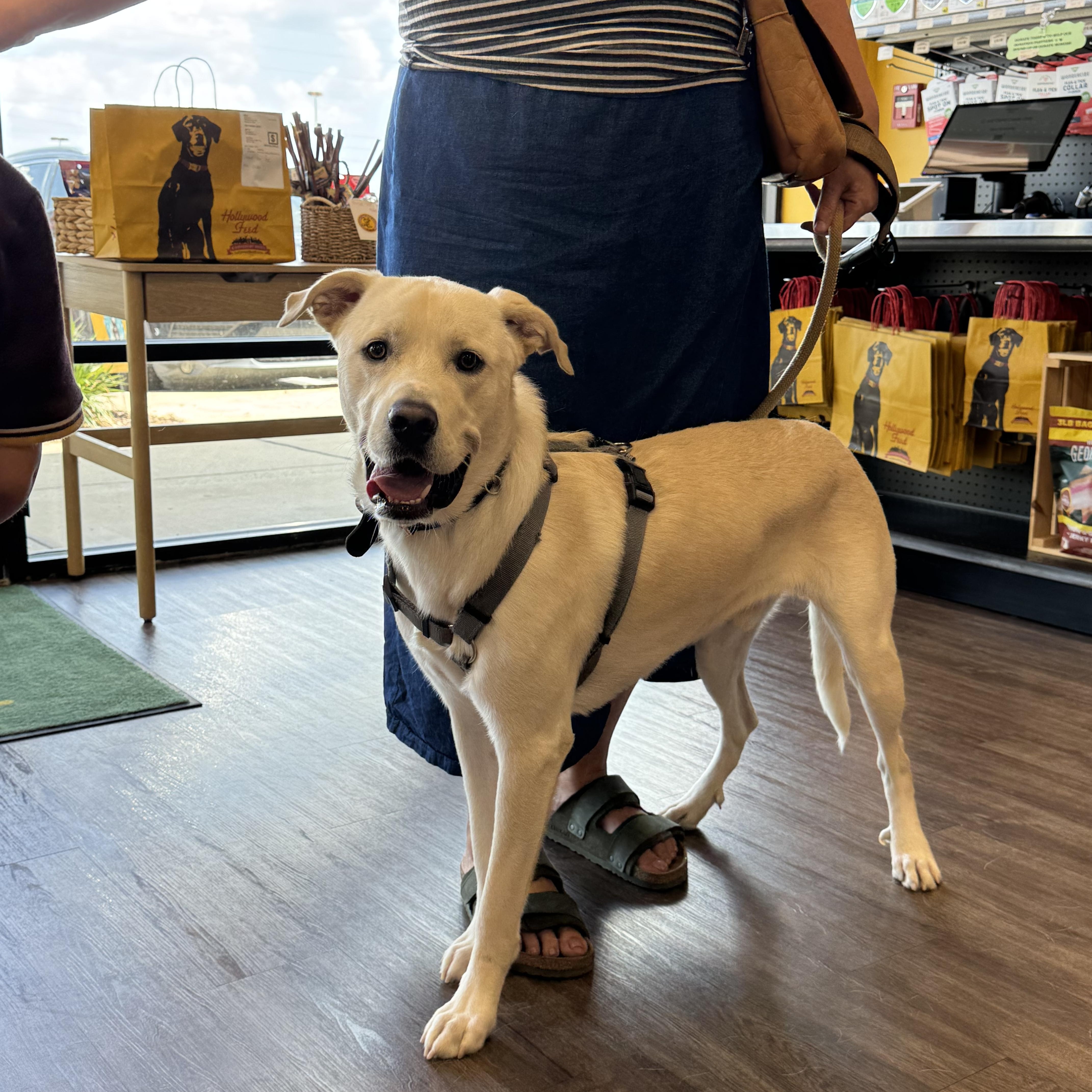 A young large-sized male White / Cream Great Pyrenees dog named Toby for adoption in Tuscaloosa, AL