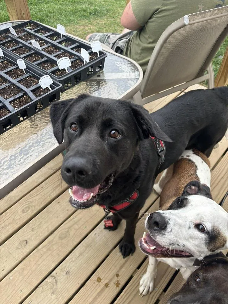 A young large-sized male Labrador Retriever dog named Rowdy for adoption in Jefferson Hills, PA