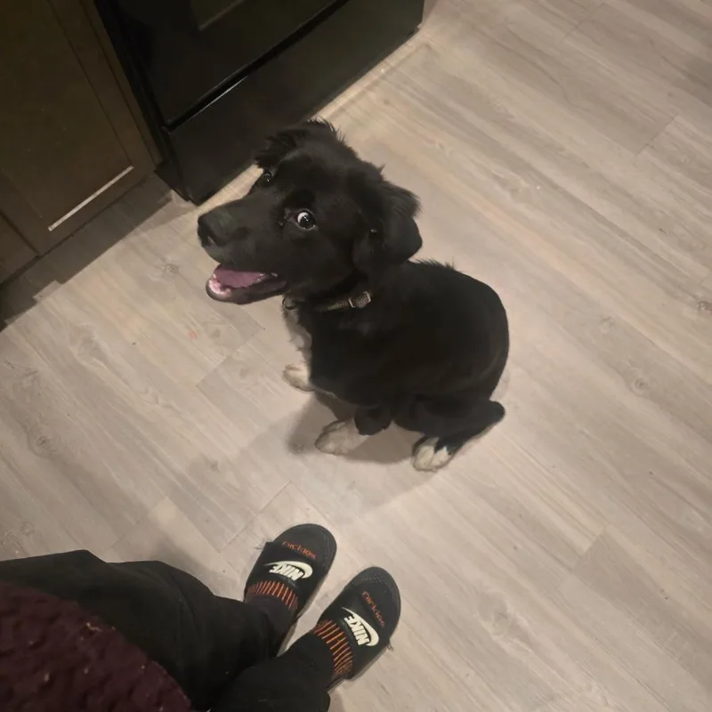 A baby large-sized male Black German Shepherd Dog dog named Oreo for adoption in Rossville, GA