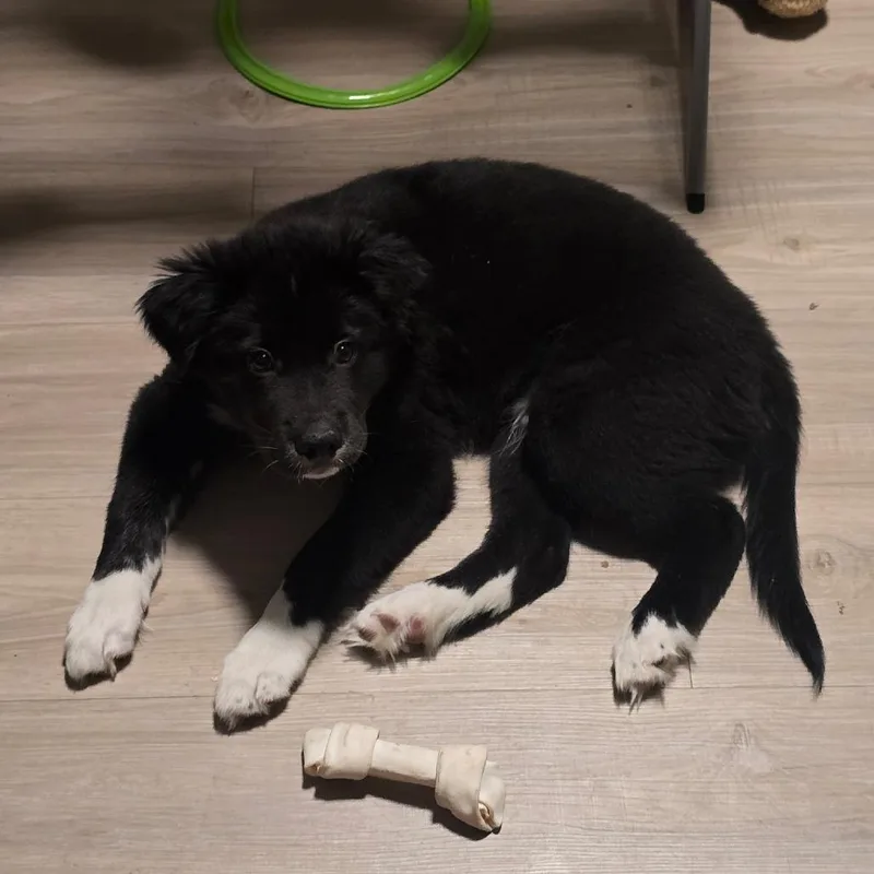 Oreo thumbnail 3