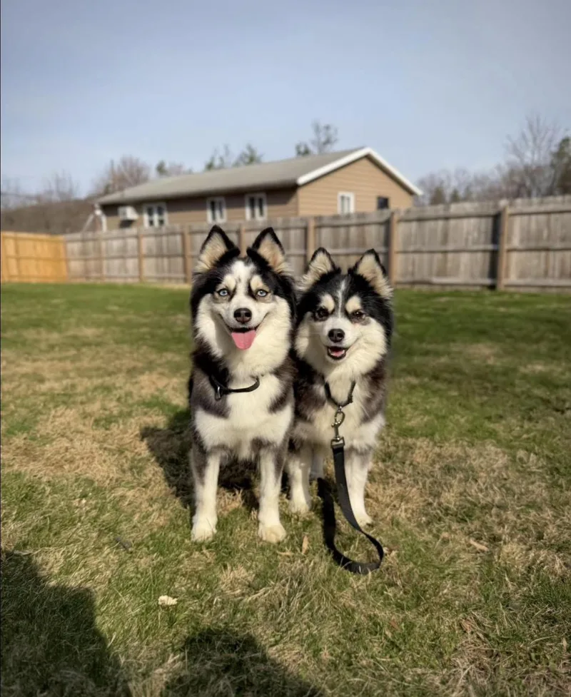 Olive & Oakley thumbnail 4