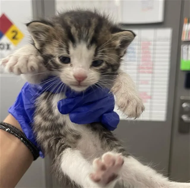 A baby medium-sized female Domestic Short Hair cat named Jewel for adoption in Dallas, TX