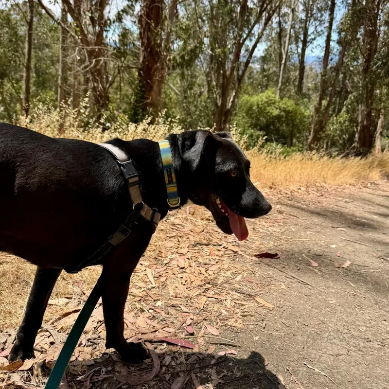 Sylvester Stallone thumbnail 2