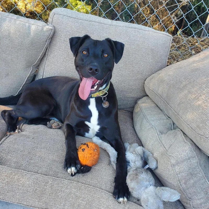 Sylvester Stallone thumbnail 3