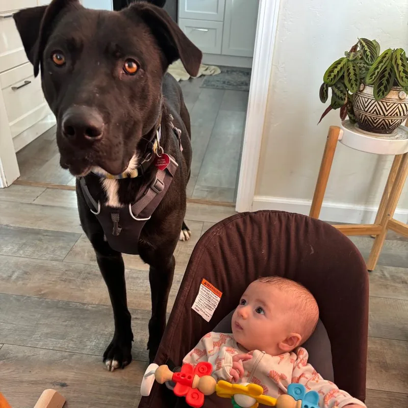 Sylvester Stallone thumbnail 4