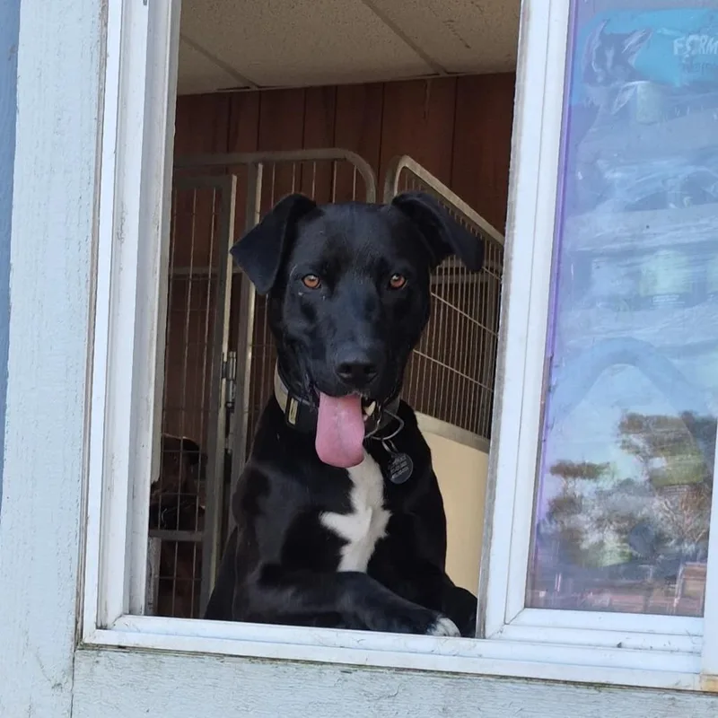 Sylvester Stallone thumbnail 5