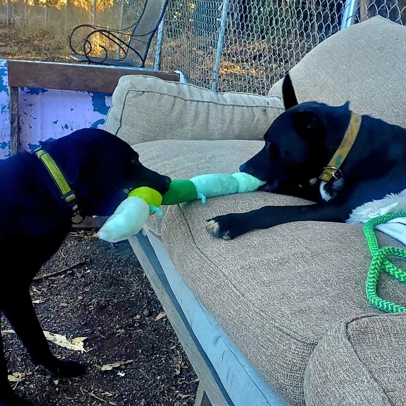 Sylvester Stallone thumbnail 6