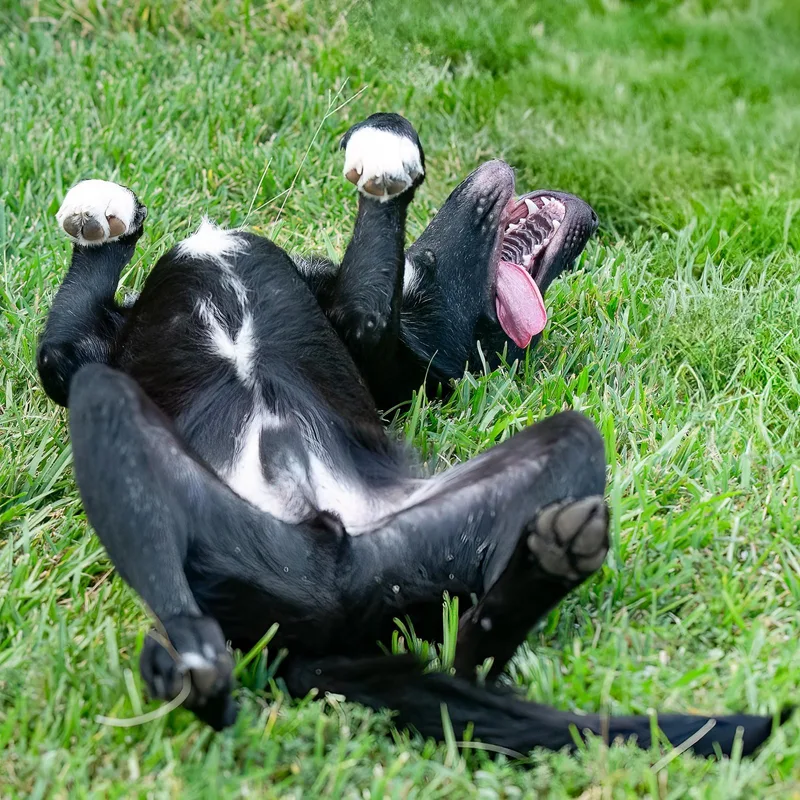 A young medium-sized male Black Labrador Retriever dog named Joki for adoption in Tomball, TX