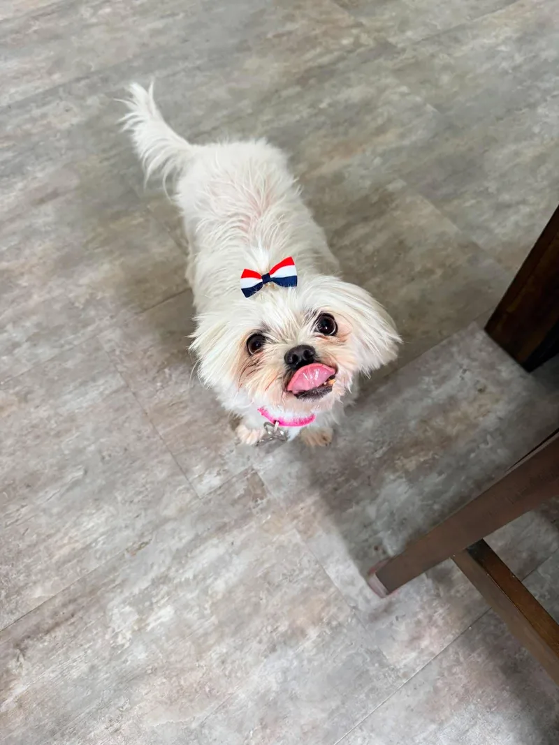 Dottie