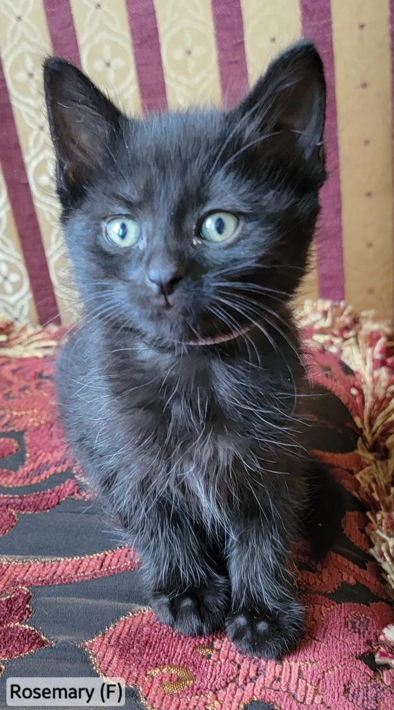 A baby medium-sized female Black Domestic Long Hair cat named Rosemary for adoption in Rochester Hills, MI