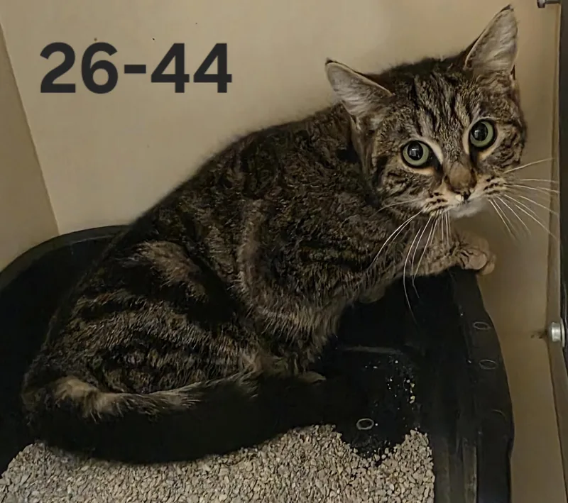 A young medium-sized female Domestic Short Hair cat named 26-44 for adoption in Ridgecrest, CA