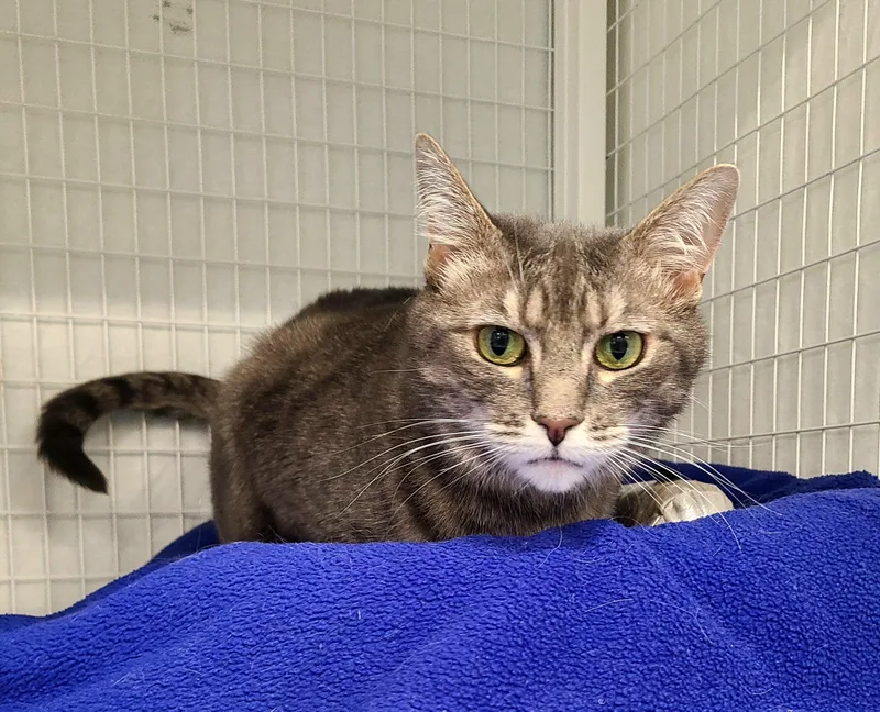 An adult medium-sized female Blue Cream Domestic Short Hair cat named Natalie for adoption in Kirkland, WA