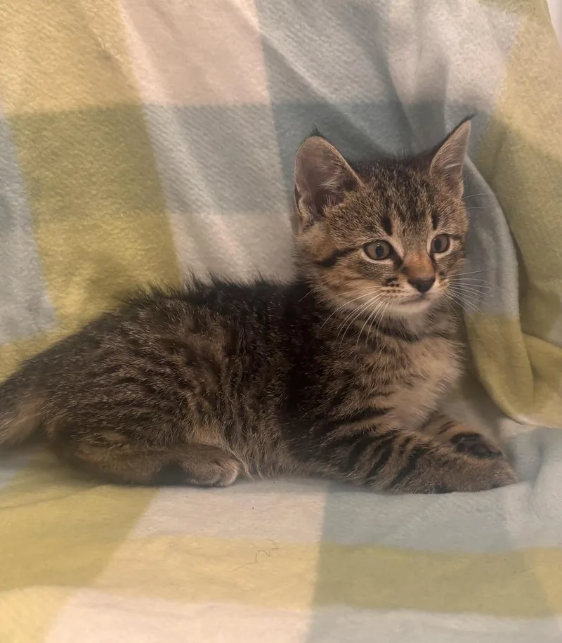 A baby small-sized male Domestic Short Hair cat named Charlemagne for adoption in Dickson, TN