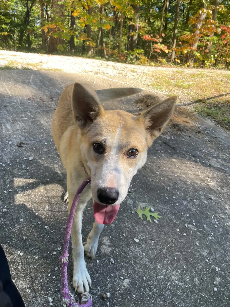 A young large-sized female Husky dog named Myra for adoption in Frenchburg, KY