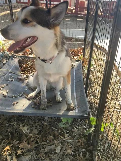 A young medium-sized female Husky dog named Hollie for adoption in Dallas, TX