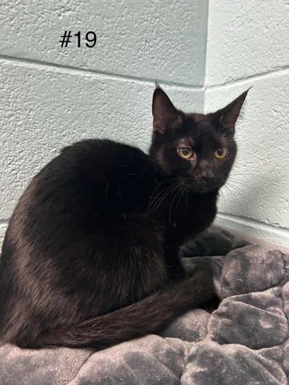 An adult small-sized female Domestic Short Hair cat named Grace Smith for adoption in Spruce Pine, NC