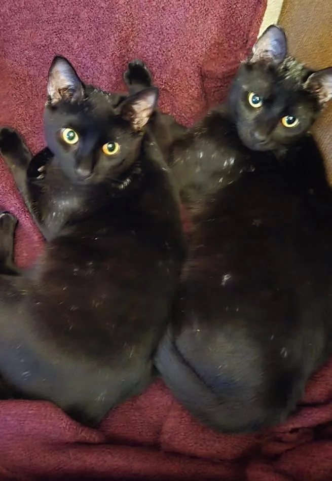 Frosty And Bubba thumbnail 4