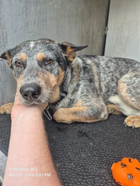 A young medium-sized male Australian Cattle Dog / Blue Heeler dog named Beaufort for adoption in San Antonio, TX