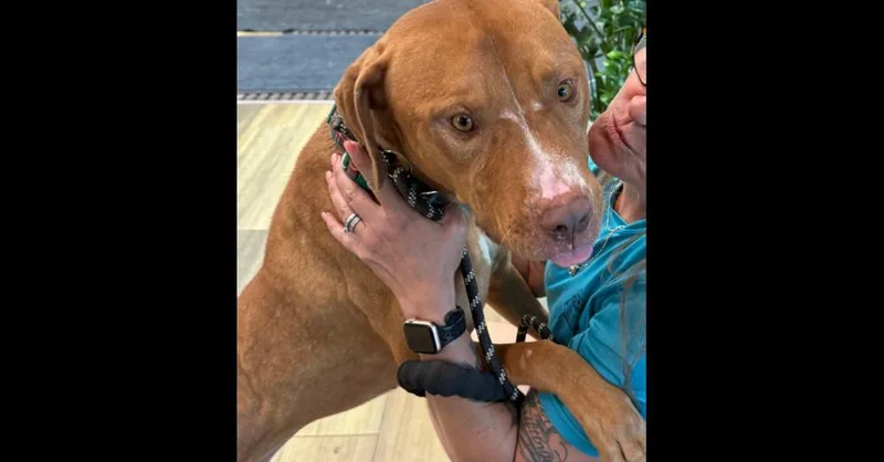 Captain Jack thumbnail 2