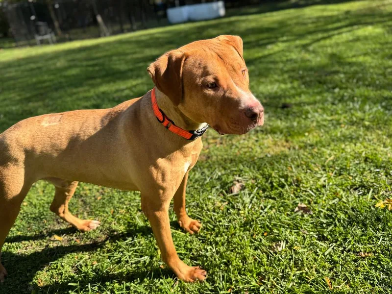 Captain Jack thumbnail 3