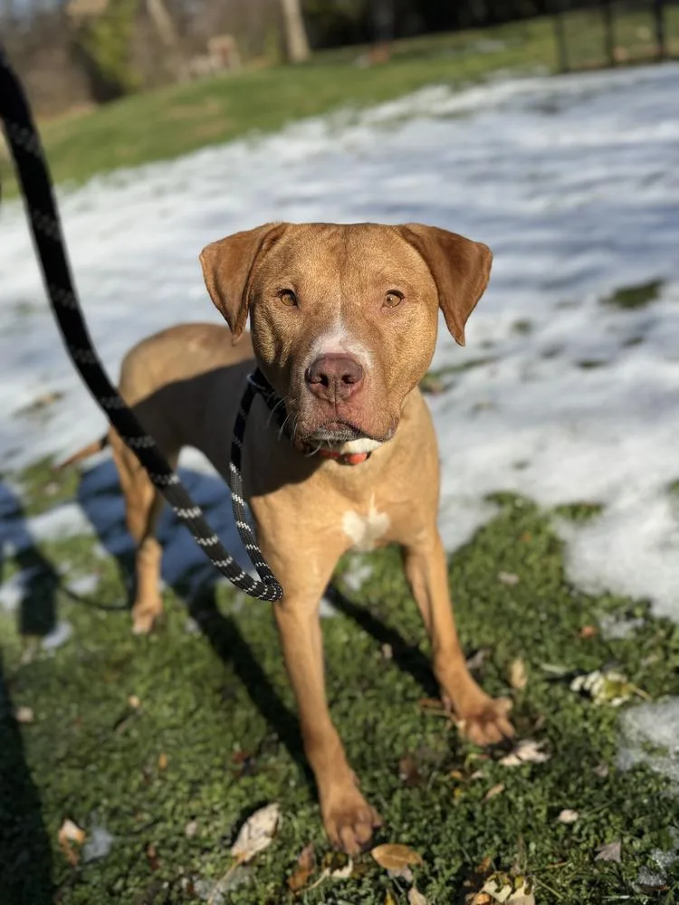 Captain Jack thumbnail 4