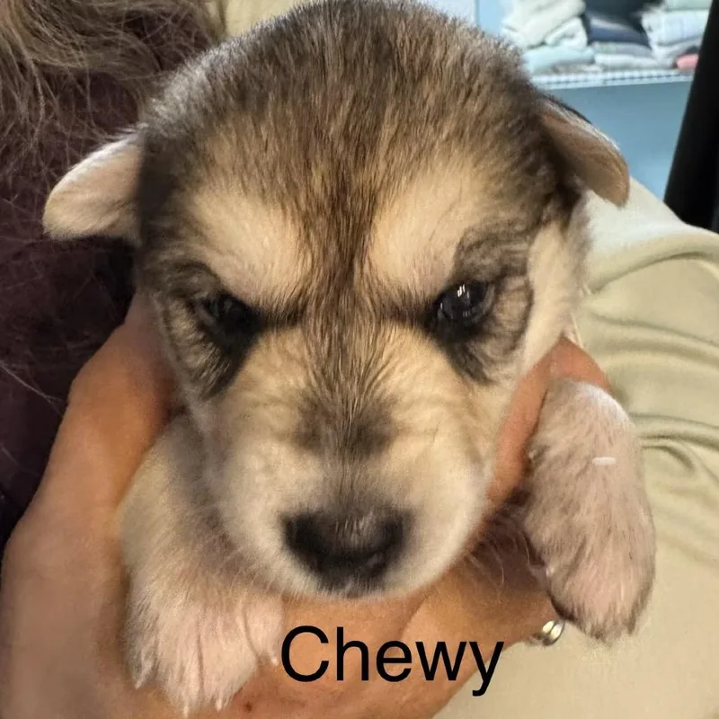A baby medium-sized male Yellow / Tan / Blond / Fawn Mixed Breed dog named Chewy for adoption in Bartlett, TN