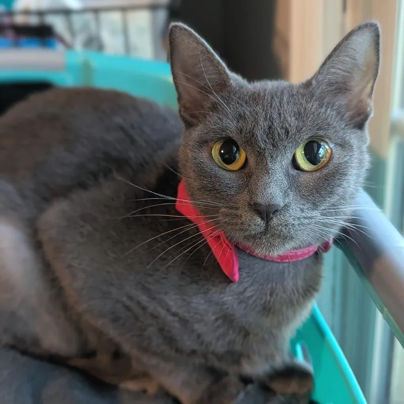 A young small-sized female Domestic Short Hair cat named Fifi for adoption in Helena, AL