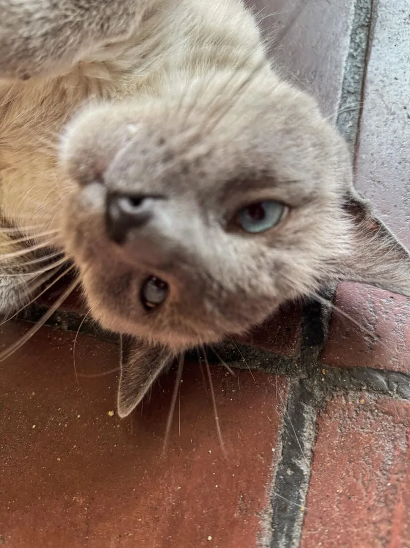 An adult medium-sized male Blue Point Siamese cat named Fritz for adoption in Kenosha, WI