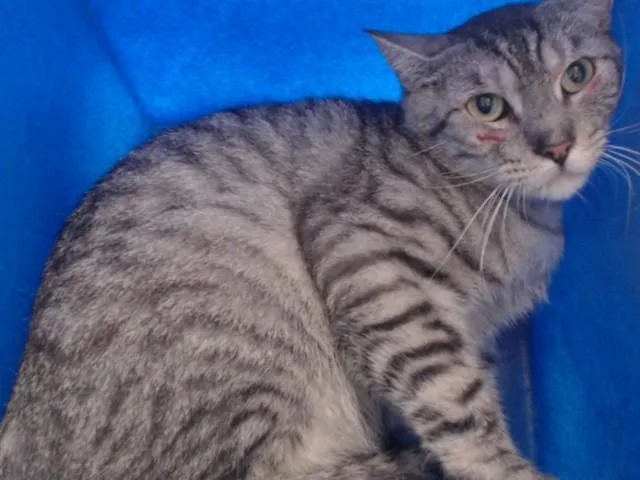 An adult medium-sized female Domestic Short Hair cat named Elenore for adoption in Orlando, FL