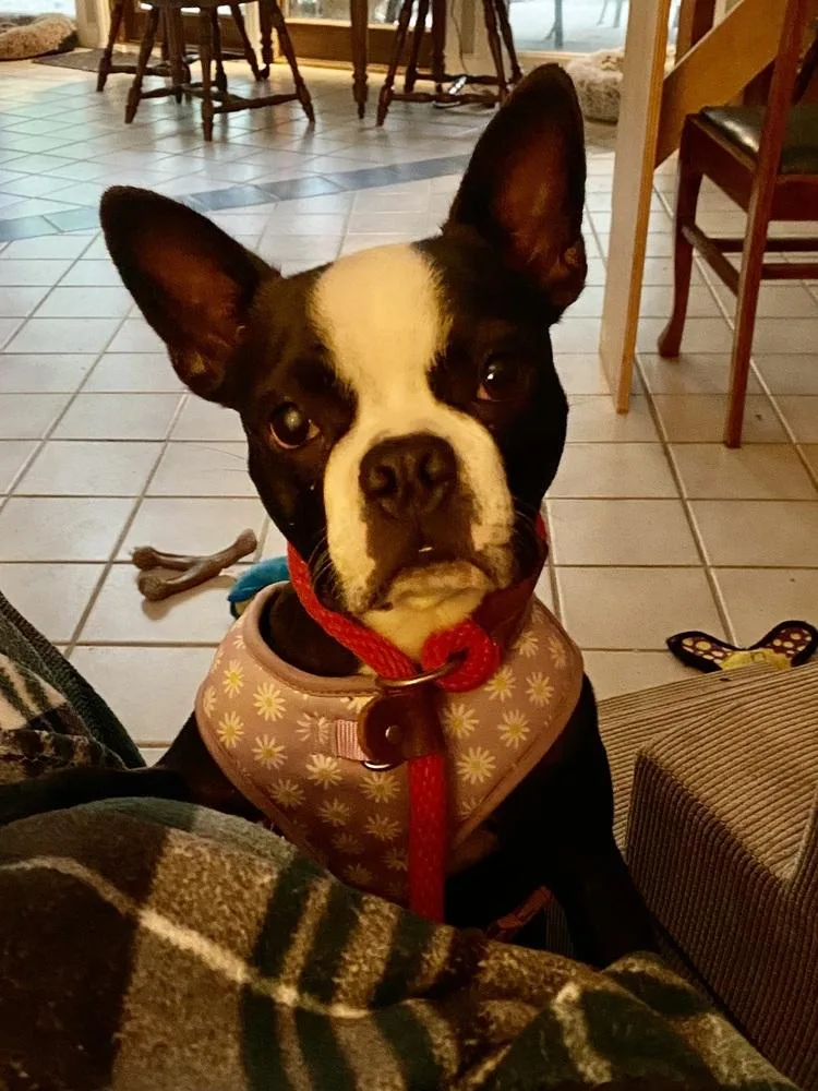 A young small-sized female Tricolor (Brown, Black, & White) Boston Terrier dog named Minnie Mccrary Ky for adoption in Maryville, TN