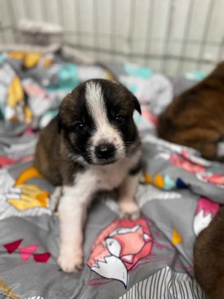 A baby large-sized male Shepherd dog named Blue for adoption in Carthage, MO