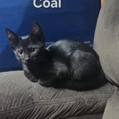 Coal thumbnail 4