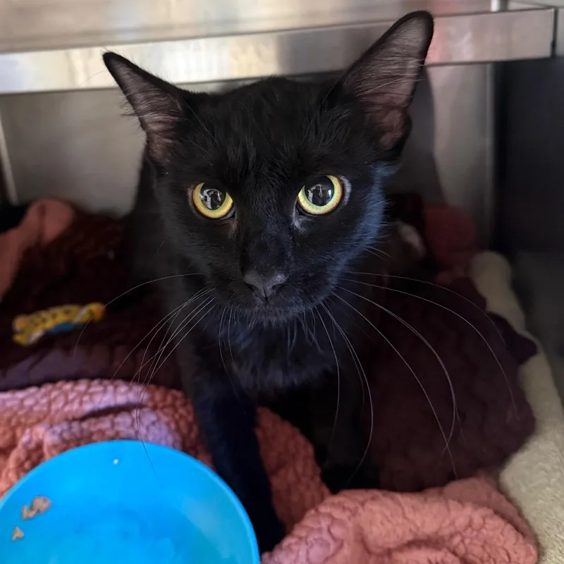 A young medium-sized female Black Domestic Short Hair cat named Nyla for adoption in Fort Bragg, CA