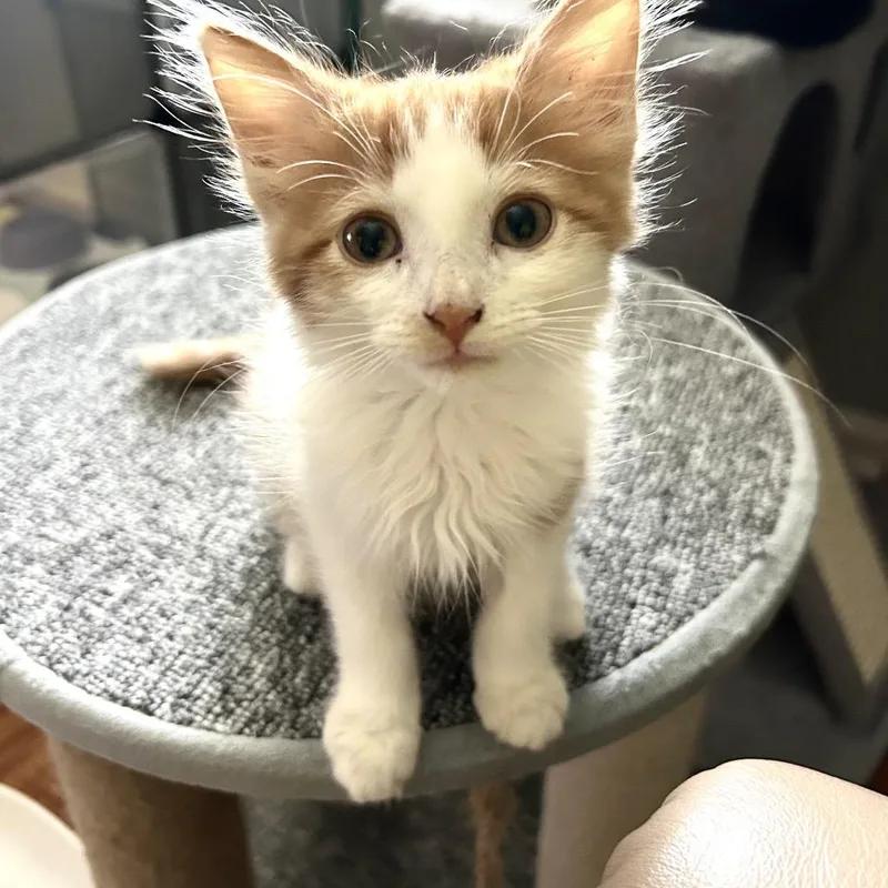 Creamsicle